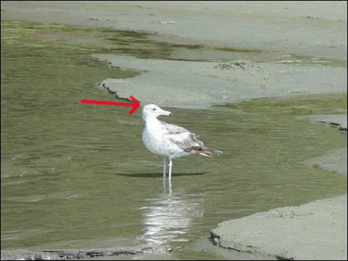 Skimmed Edge
